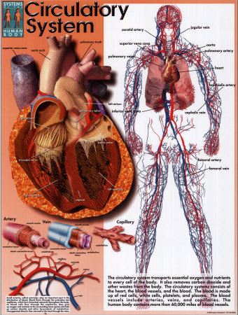 the circulatory system functions. the cardiovascular system.